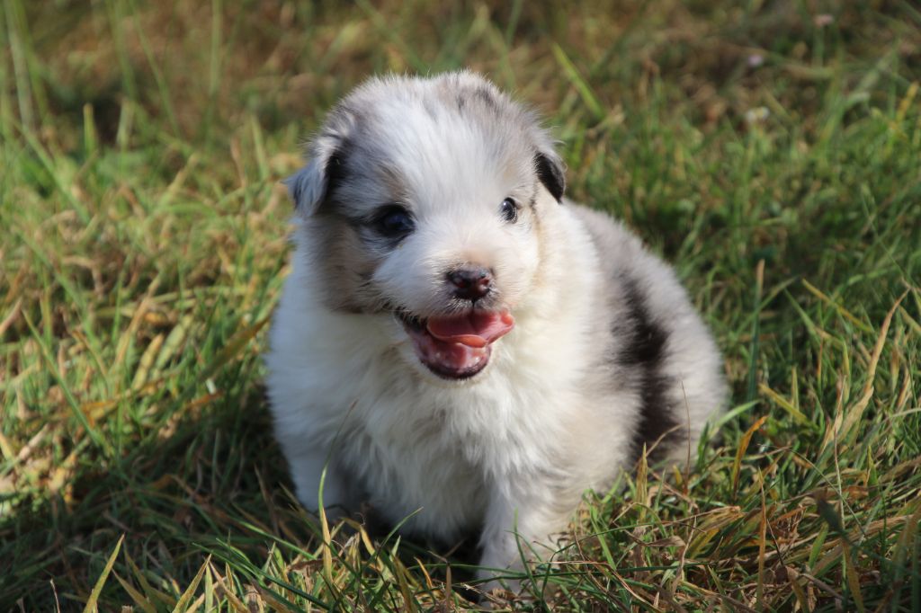 Du Domaine De La Canurie - Chiots disponibles - Berger Australien