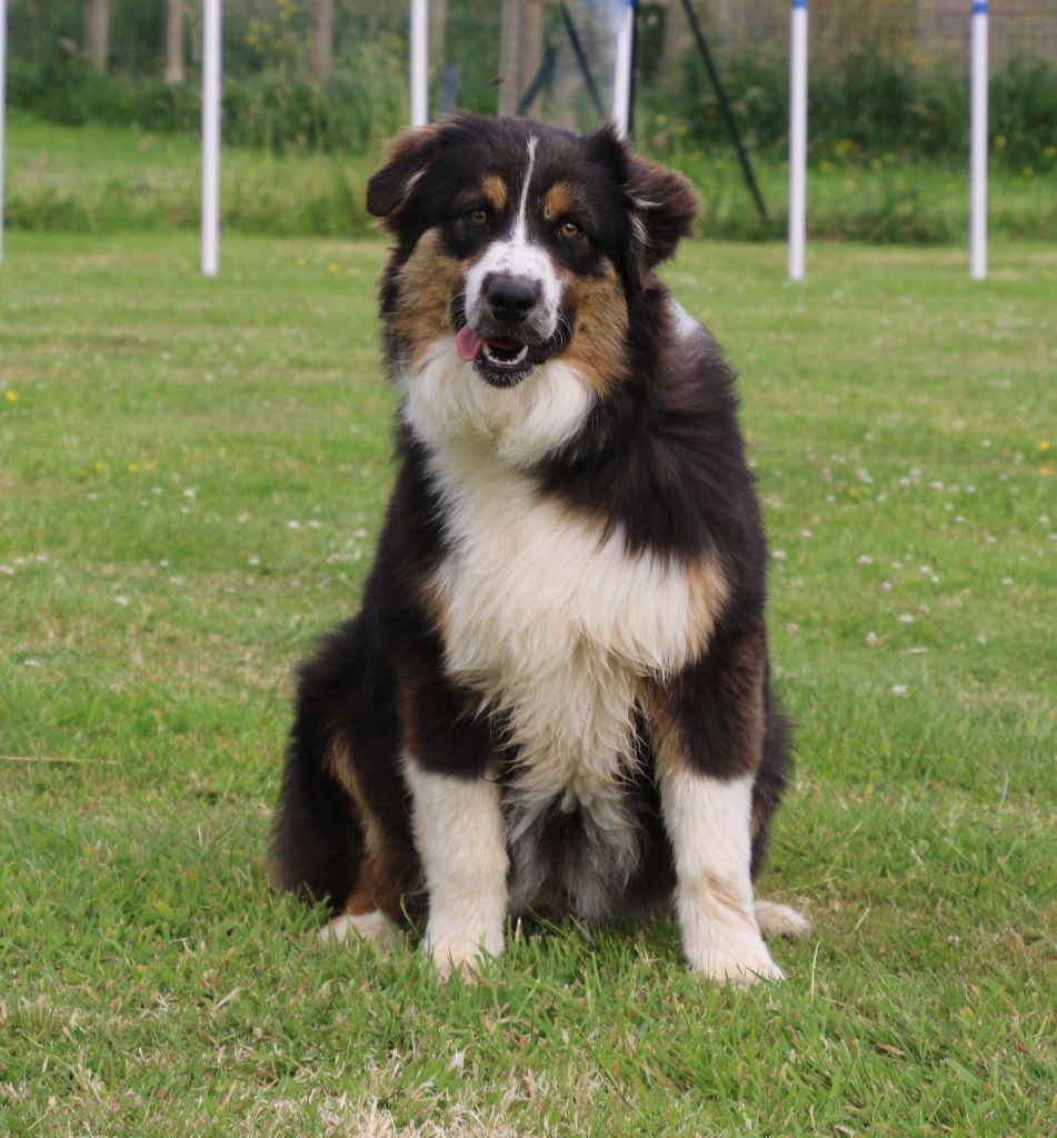 Du Domaine De La Canurie - Chiots disponibles - Berger Australien