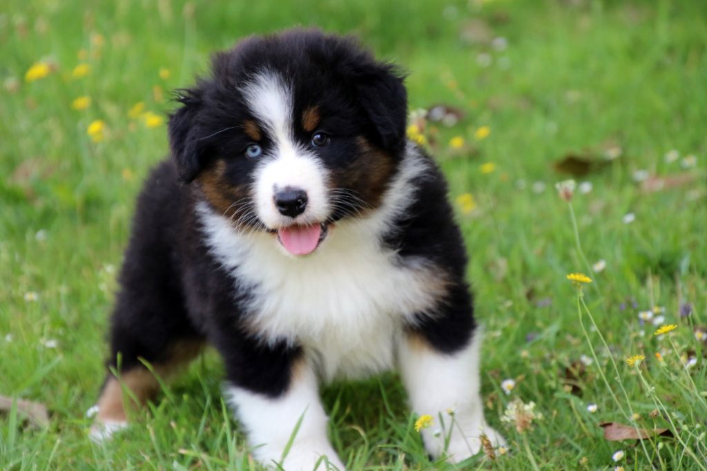 Du Domaine De La Canurie - Chiots disponibles - Berger Australien