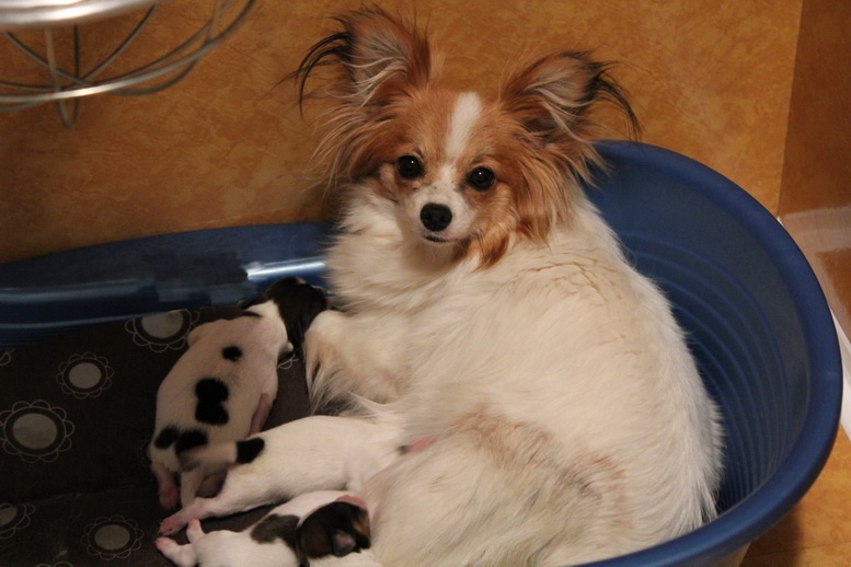 Chiot Epagneul nain Continental (Papillon) Du Domaine De La Canurie