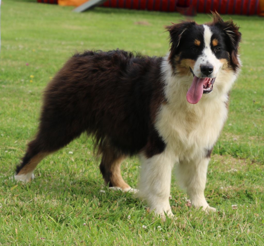 Du Domaine De La Canurie - Chiots disponibles - Berger Australien