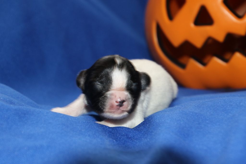 Du Domaine De La Canurie - Chiots disponibles - Epagneul nain Continental (Papillon)