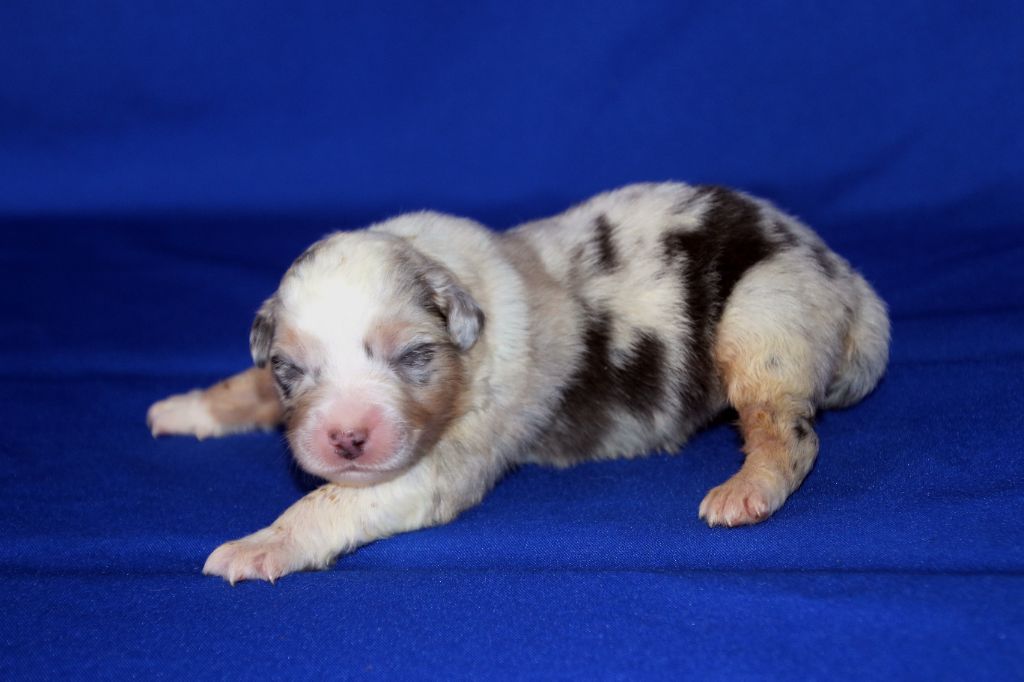 Du Domaine De La Canurie - Chiots disponibles - Berger Australien