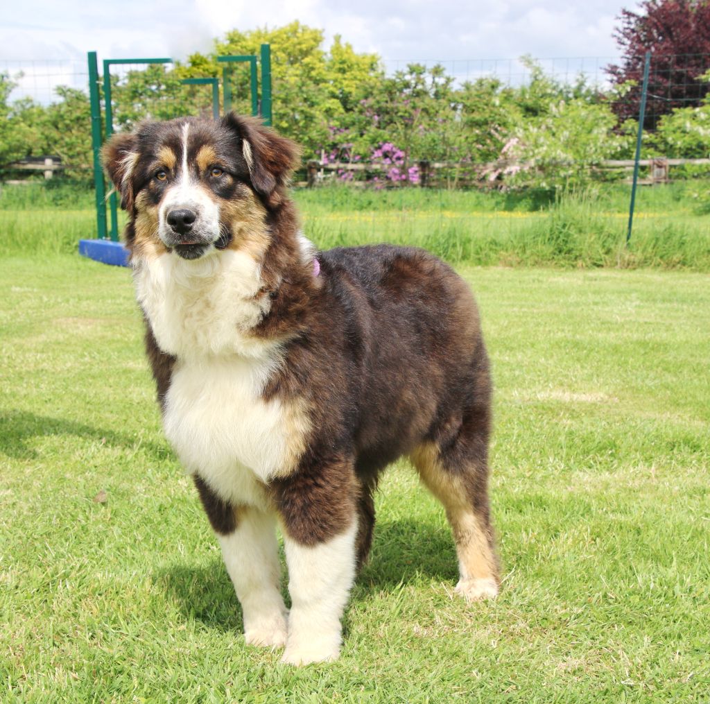 Du Domaine De La Canurie - Chiots disponibles - Berger Australien