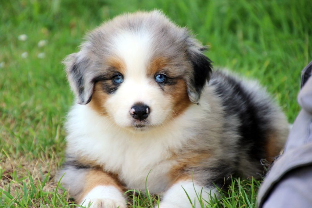 Du Domaine De La Canurie - Chiots disponibles - Berger Australien