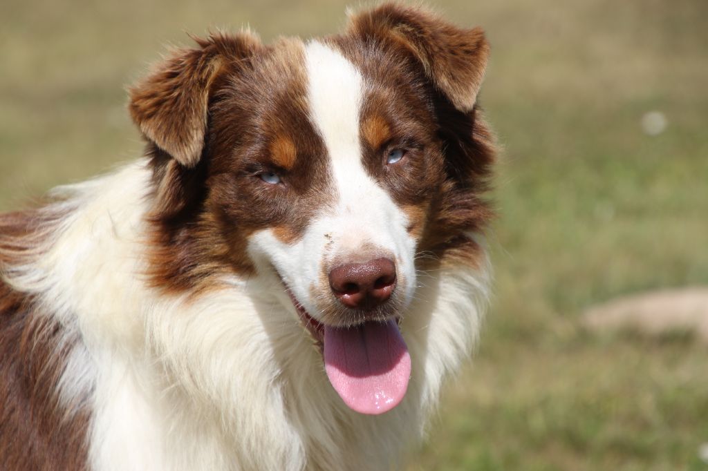 Du Domaine De La Canurie - Chiots disponibles - Berger Australien