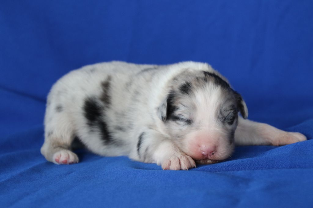 Du Domaine De La Canurie - Chiots disponibles - Berger Australien