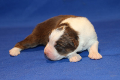 Chiot N°2