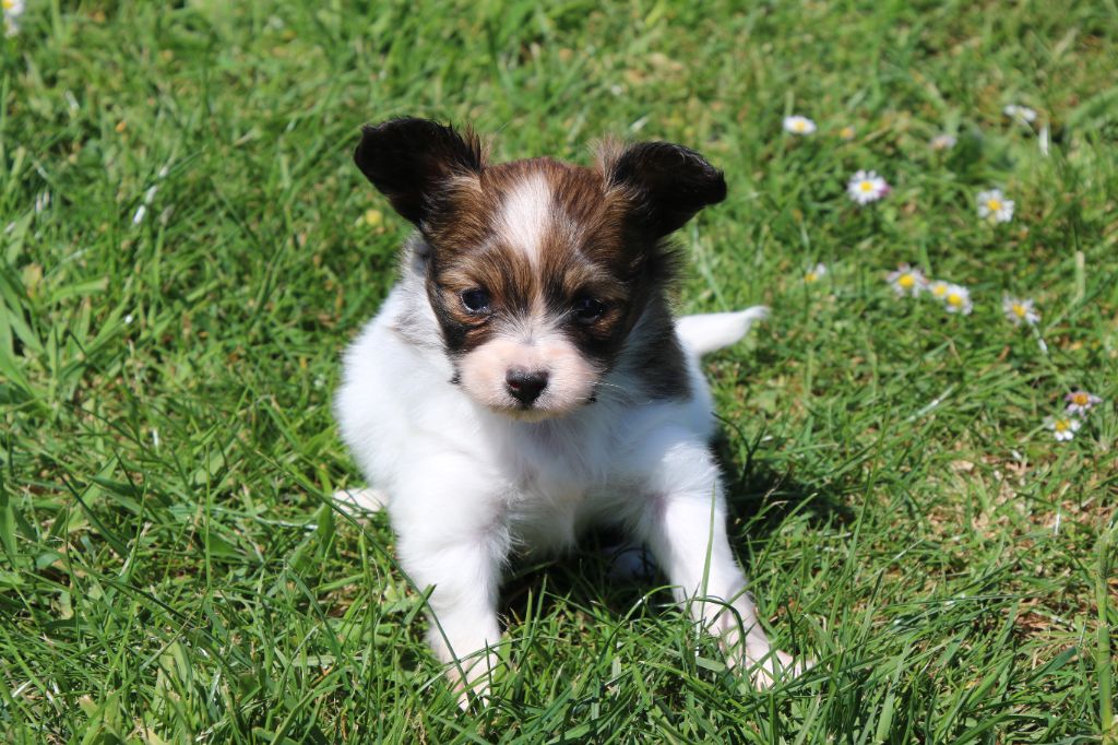 Du Domaine De La Canurie - Chiots disponibles - Epagneul nain Continental (Papillon)