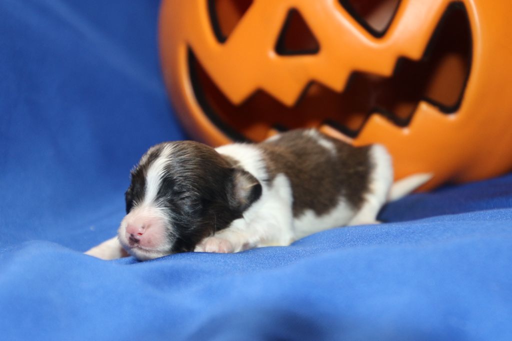 Du Domaine De La Canurie - Chiots disponibles - Epagneul nain Continental (Papillon)