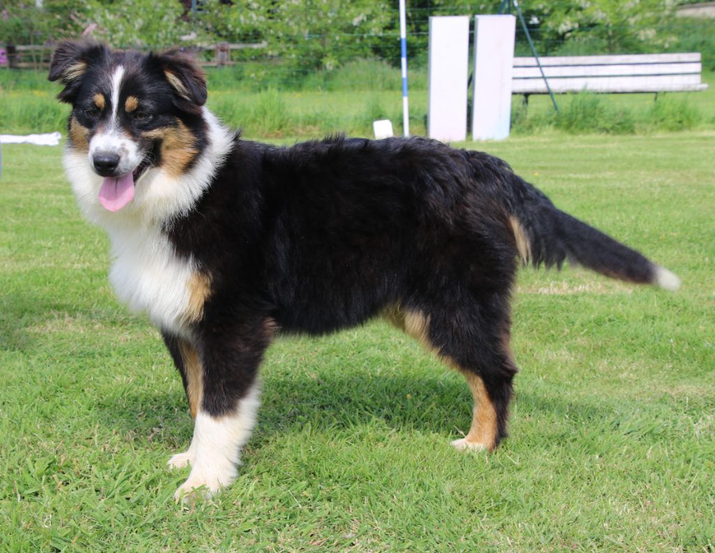 Du Domaine De La Canurie - Chiots disponibles - Berger Australien