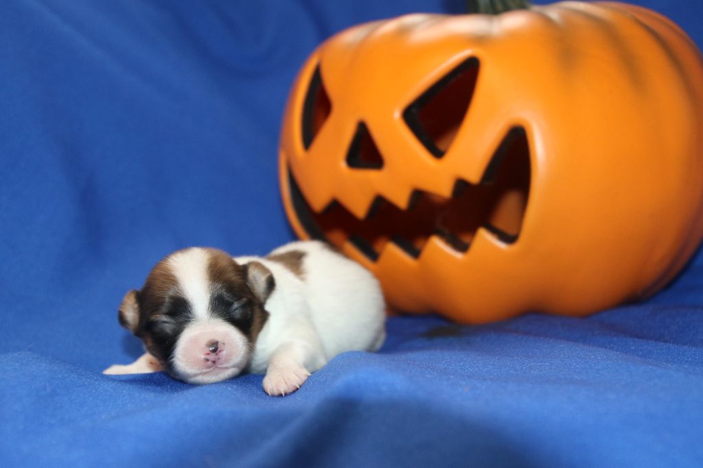 Du Domaine De La Canurie - Chiots disponibles - Epagneul nain Continental (Papillon)