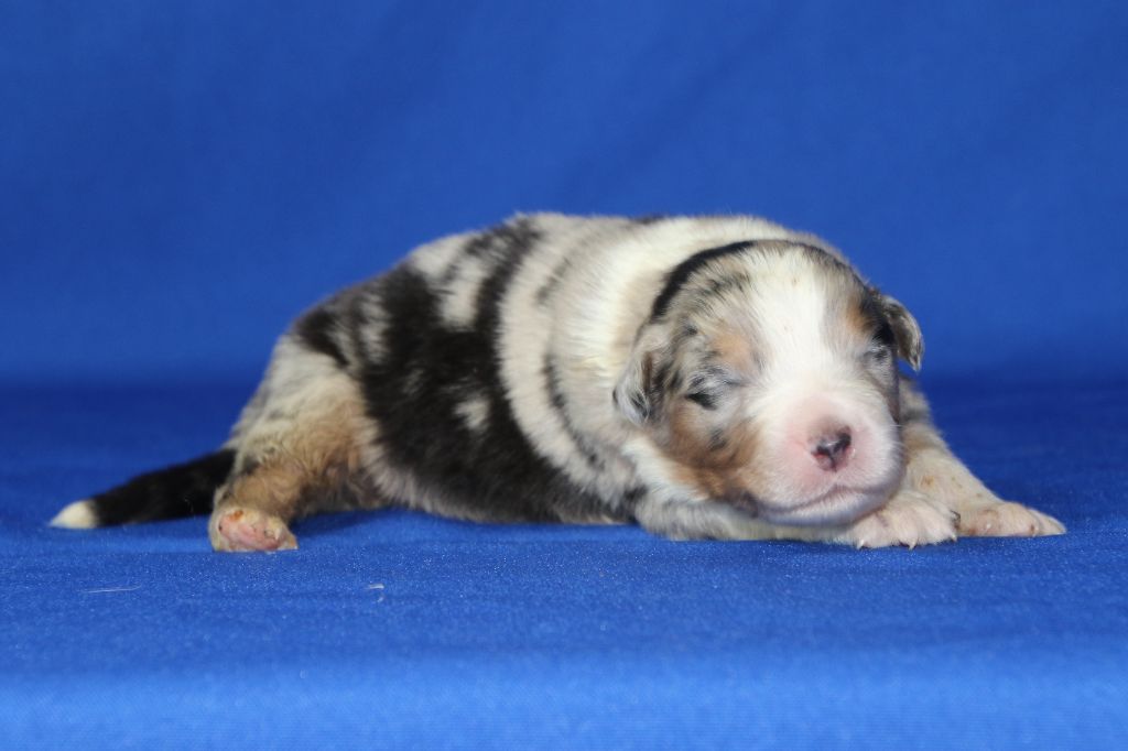 Du Domaine De La Canurie - Chiots disponibles - Berger Australien