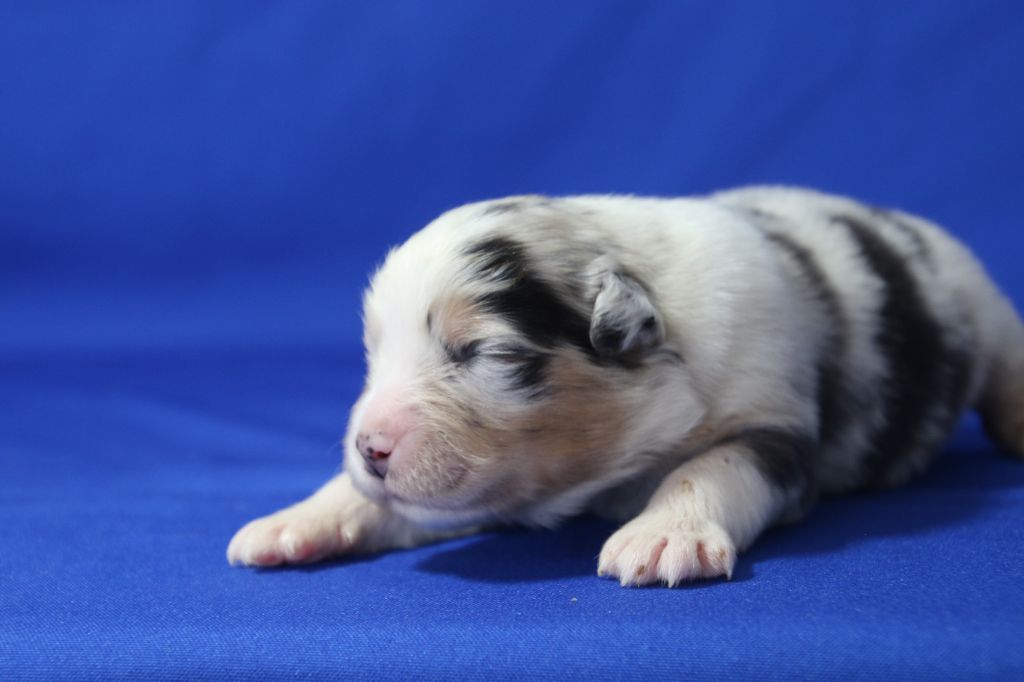 Du Domaine De La Canurie - Chiots disponibles - Berger Australien