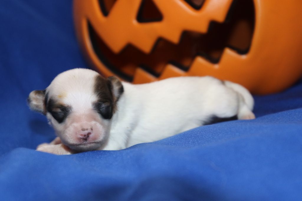 Du Domaine De La Canurie - Chiots disponibles - Epagneul nain Continental (Papillon)